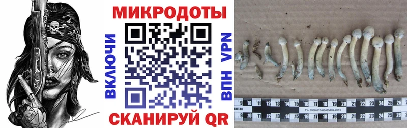 Купить закладки  Ухта  Псилоцибиновые грибы GOLDEN TEACHER 